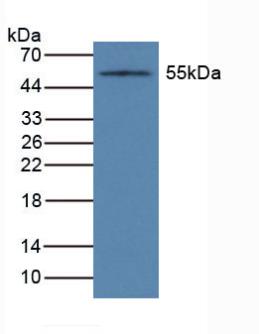 3847