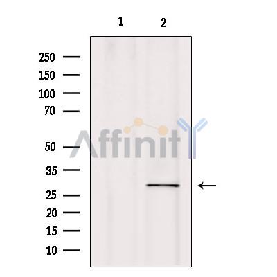Валидация Affinity DF9332 - 21813
