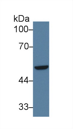 10068