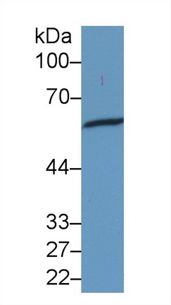 25654