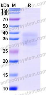 EHG66101, SDS-PAGE