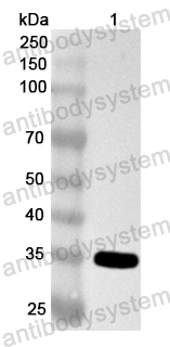 Валидация AntibodySystem PHA60001