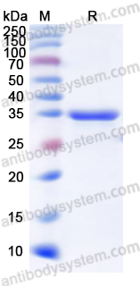 Валидация AntibodySystem YHG89701