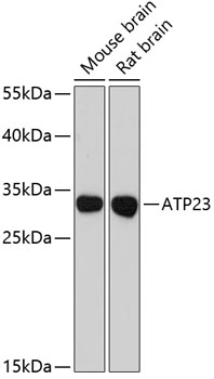 Валидация Elabscience E-AB-64359