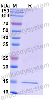 Валидация SDS-PAGE - AntibodySystem RHF52801