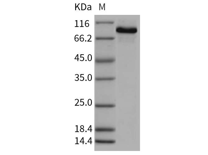 Валидация Elabscience PKSR030154(5521)
