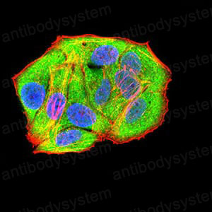 Валидация IF - AntibodySystem RHA83002