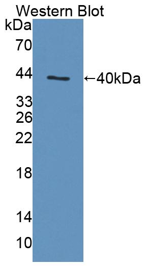 52908