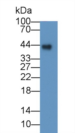 52549