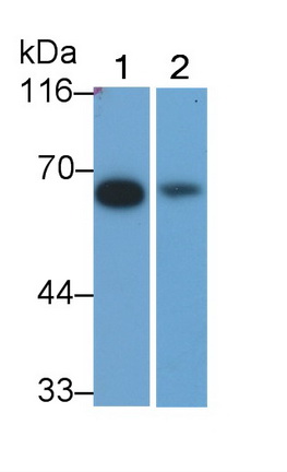 52695