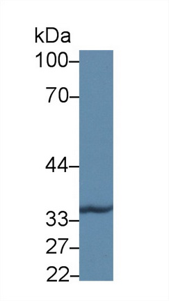 12979