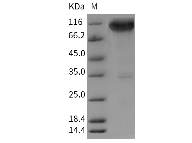 Валидация Elabscience PKSR030181(5544)