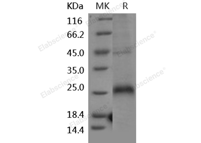 Валидация Elabscience PKSH031925(2534)
