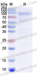 Валидация AntibodySystem EVV03805