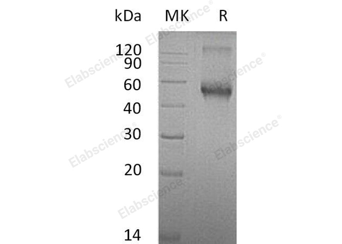 Валидация Elabscience PKSM040803(4767)