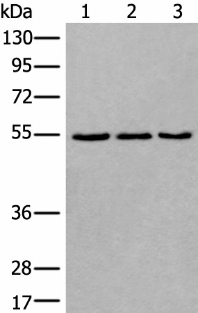 Валидация Elabscience E-AB-53557