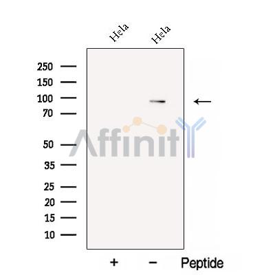 Валидация Affinity DF12865 - 7598
