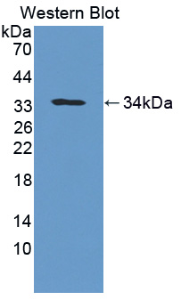 52854