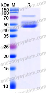 AHC27701, SDS-PAGE