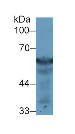 13423