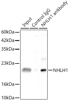 A15695, иммунопреципитация, экстракт клеток 293F-NHLH1-Avi-His(C) (1162)