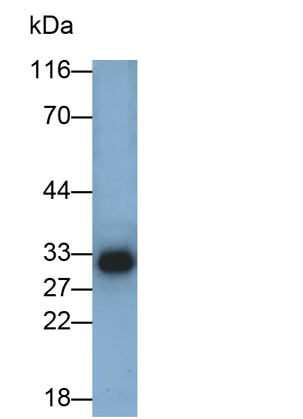 30808
