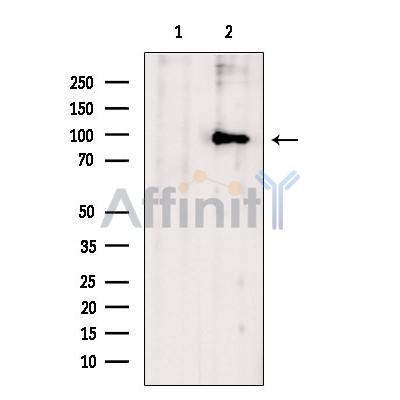 Валидация Affinity DF13689 - 9281