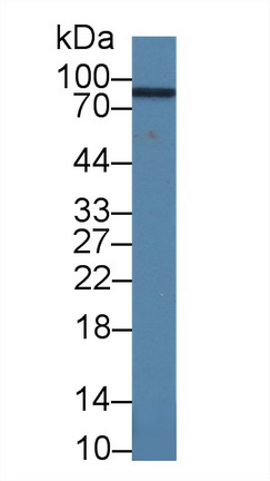 14372