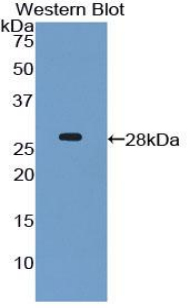 38682