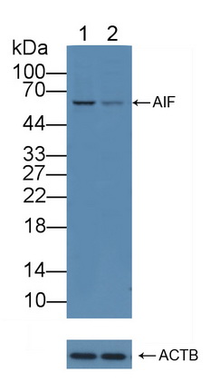 12122