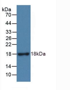 61614