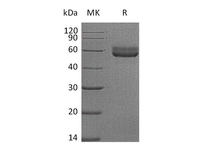 Валидация Elabscience PKSM040955(4894)