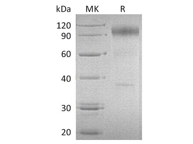 Валидация Elabscience PKSH032579(3030)