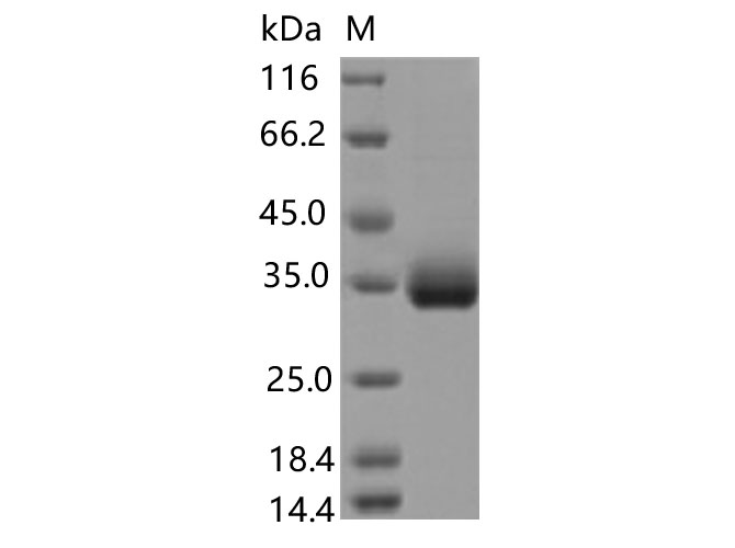 Валидация Elabscience PKSV030451(6174)