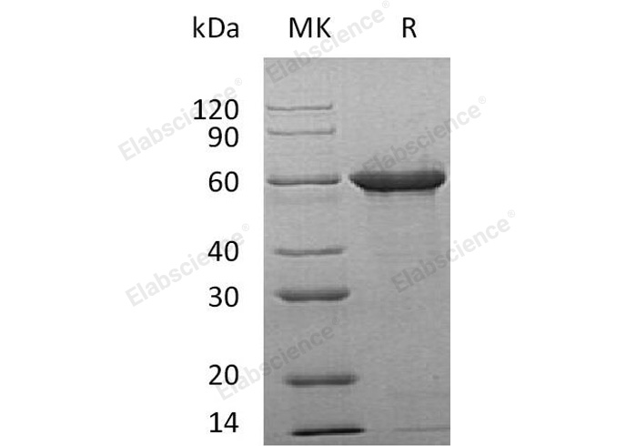 Валидация Elabscience PKSH032756(3181)