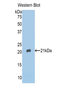 48986