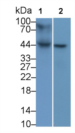53338