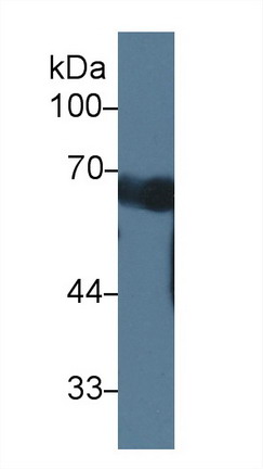 9591