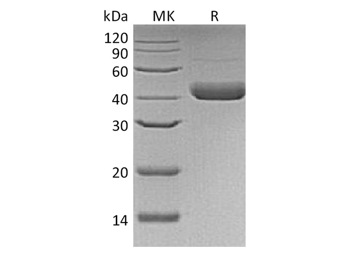 Валидация Elabscience PKSH033701(3980)