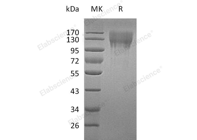 Валидация Elabscience PKSM040498(4493)