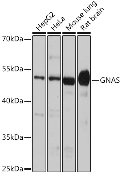 Валидация Elabscience E-AB-61003