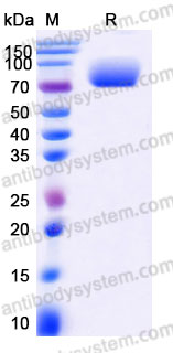 AHA30103, SDS-PAGE