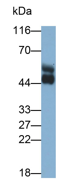 32536