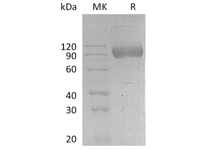 Валидация Elabscience PKSH033395(3724)