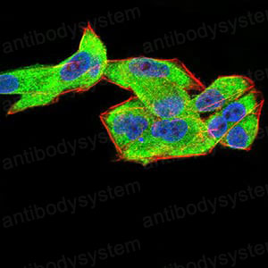 Валидация IF - AntibodySystem RHN95202