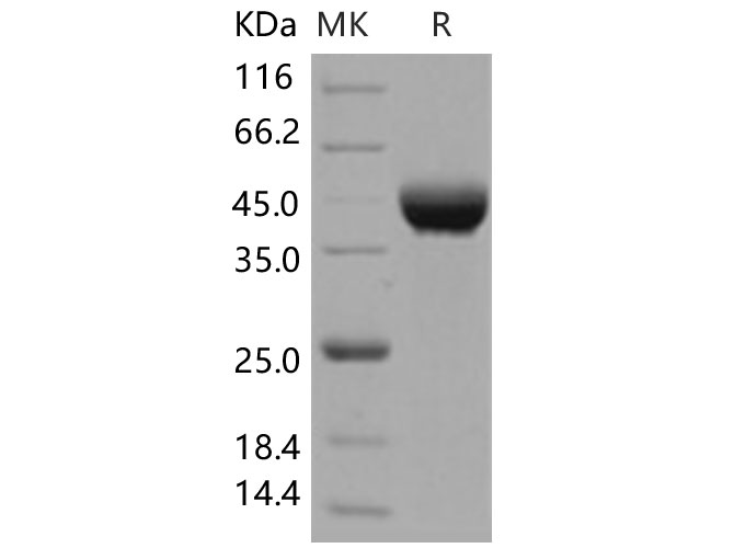 Валидация Elabscience PKSH031454(2156)