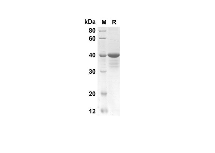 Валидация Elabscience PDEM100134(487)