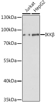 Валидация Elabscience E-AB-68255