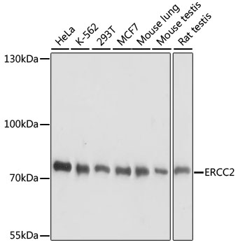 Валидация Elabscience E-AB-65037