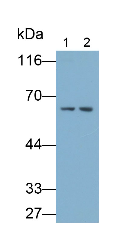 33287